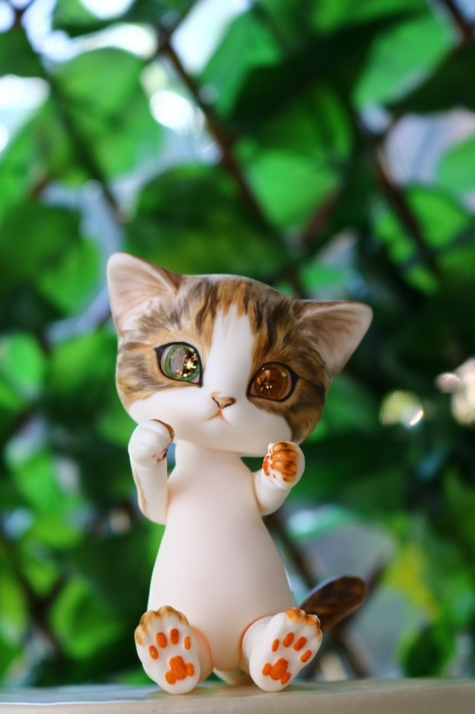 猫猫(まおまお)