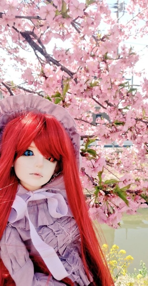 鷲宮神社付近の桜